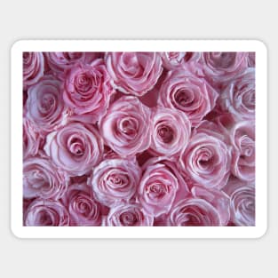 Paris Pink Roses Sticker